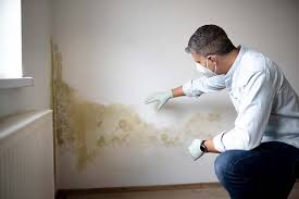 Best Attic Mold Removal in Wautoma, WI